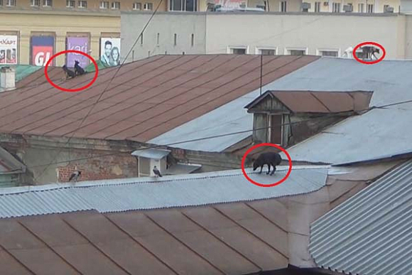 В Сети появился клип про пензенских собак, живущих на крыше