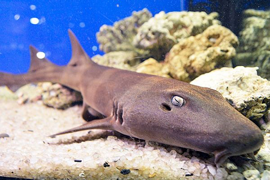 Пензенцев в краеведческом музее встречает кошачья акула