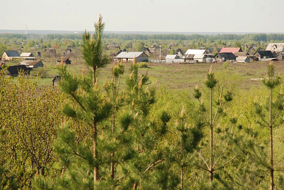 Пензенцам рассказали, что делать при встрече с гадюкой