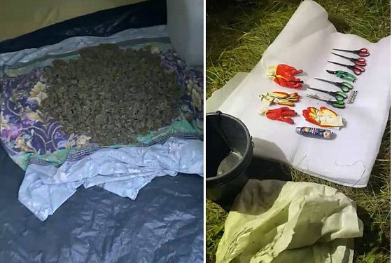 Пензенские полицейские нашли в лесу поляну со 116 кустами конопли