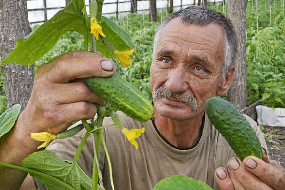 Каменский овощевод за один сезон наторговывает минимум на 0,5 млн рублей