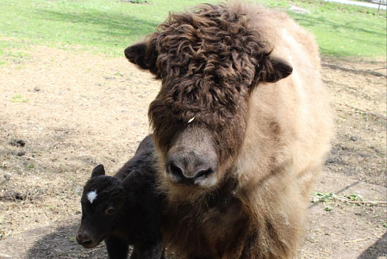 В Пензенском зоопарке зафиксировали весенний беби-бум