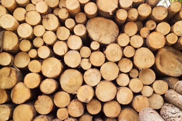 В Пензенской области полиция устанавливает каналы сбыта незаконно заготовленной древесины