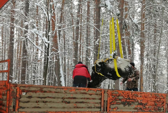 В Заречном отловили и вывезли двух лосей