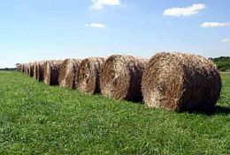 В Пензенской области отец и сын украли более 2 тонн сена