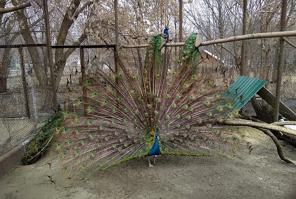 В Пензенском зоопарке «расцвели» и «замяукали» павлины