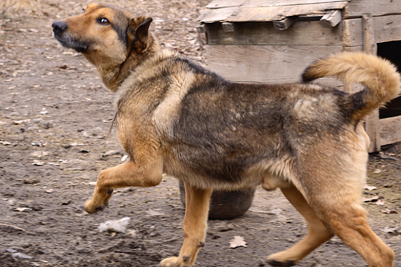 В Пензенской области 2 лисы, 2 кошки и собака заболели бешенством