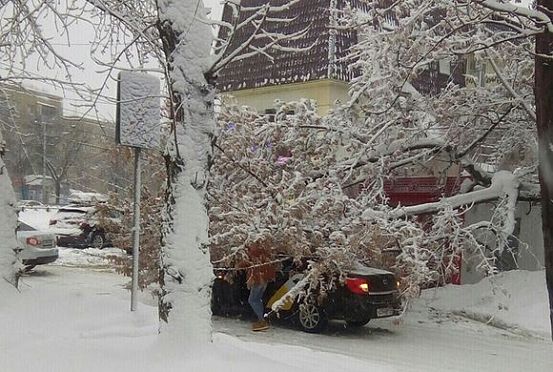 В Пензе на такси упало дерево