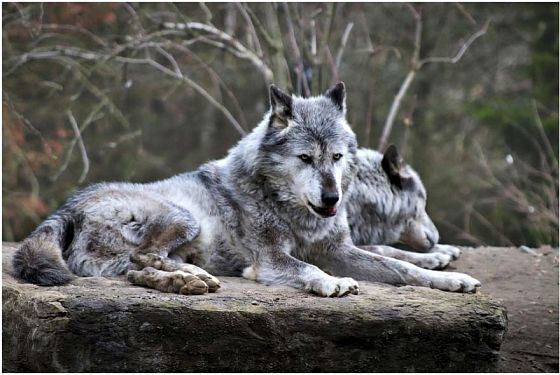 В Пензенской области активизировались волки