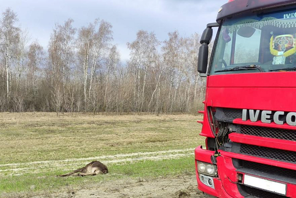 В Мокшанском районе автомобиль сбил самку лося 