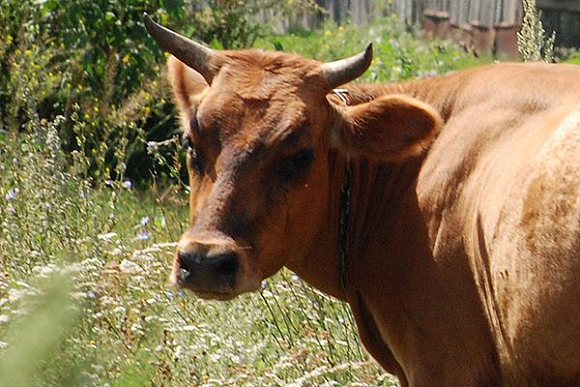 В Белинском районе в ДТП с коровой пострадала семья с детьми