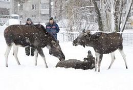 В Заречном началась операция по вывозу из города лосей