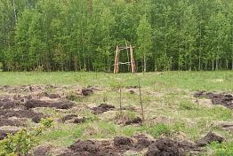 В Мокшанском районе вырубили молодняк хвойных деревьев В Мокшанском районе вырубили молодняк хвойных деревьев