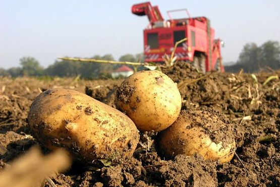 Пензенские аграрии устроят в полях «Картофельный Спас»