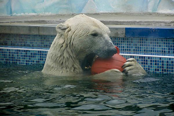 В Пензенском зоопарке Белый разорвал новую игрушку за 15 минут