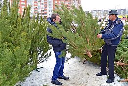 В Пензе заработают 84 елочных базара