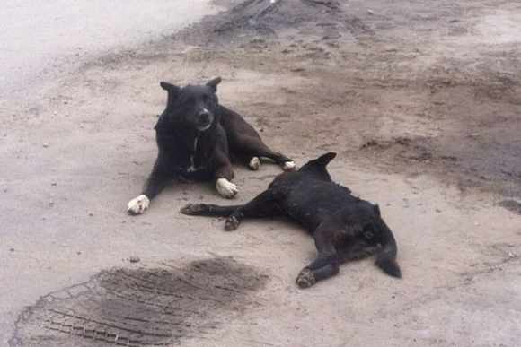 В Нижнем Ломове устроили массовую травлю животных