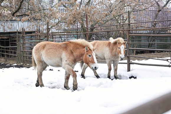 Лошади Пржевальского в Пензе: как живут символы наступающего года