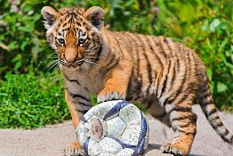 Питомцы пензенского зоопарка ждут мячи в подарок