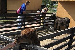 В экокомплексе под Пензой посетителей не обезопасили от страусов и зебу