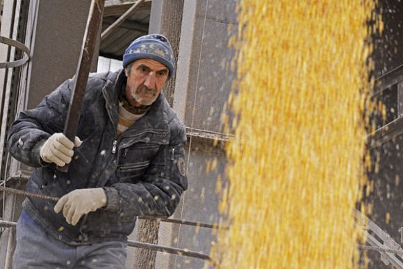 Для белинского фермера кукуруза — золото