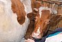 Сердобчанин попался мошеннику при покупке коровы, Фото В.Гришин