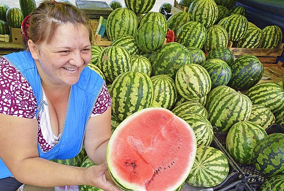 Как вырастить арбуз в средней полосе: 7 правил пензенской дачницы