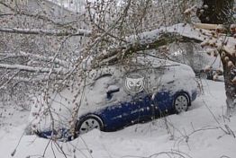 Из-за непогоды деревья обрушились на авто пензенцев — фото