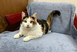 Трехцветная кошка на удачу: Ищем дом для Лики