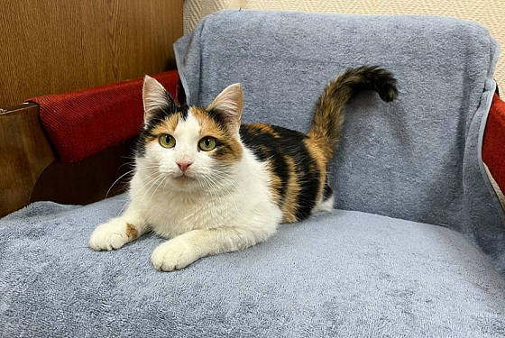 Трехцветная кошка на удачу: Ищем дом для Лики