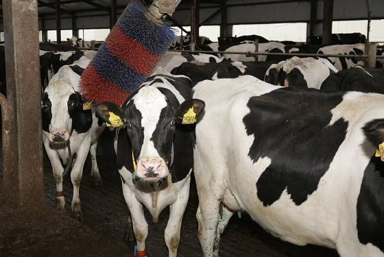 Коровы живут с «умными» часами и кондиционерами: в пензенском селе создали хозяйство XXI века