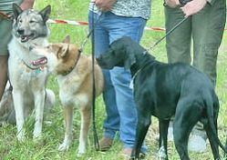В Пензе прошла областная выставка охотничьих собак