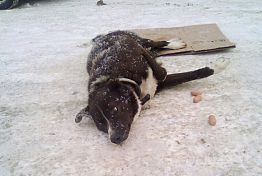 Кузнечанин отказался от покалеченного машиной пса Бурито