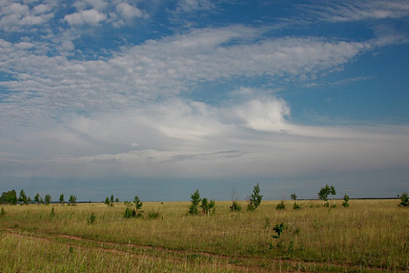 В Пензенской области засеют 100 тыс. га неиспользуемых земель