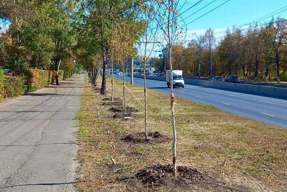 В Пензе на проспекте Победы высадили новые деревья