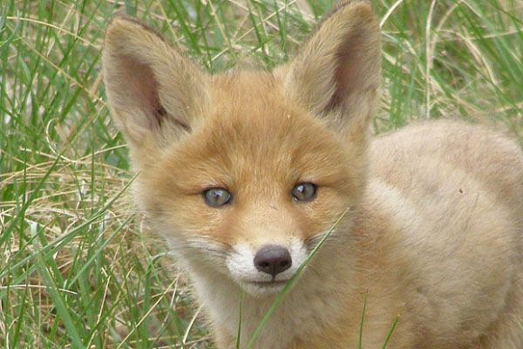 В шести районах Пензенской области объявляется охота на лисиц