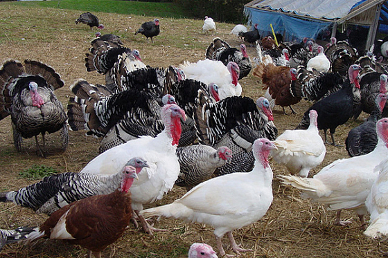 Строительство индюшиного комплекса в Пензенской области потребовало дополнительных затрат