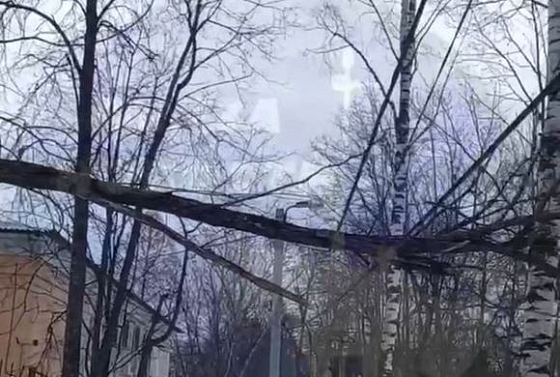 Пензенцы сообщили об упавшем на Западной поляне дереве