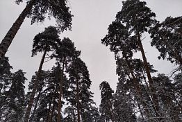 Пензенцу грозит тюремный срок за незаконную рубку дубов и ясеня