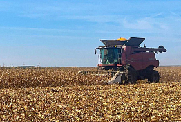 В Пензенской области валовый сбор свеклы превысил 2 миллиона тонн