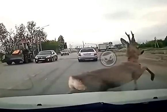 В Пензе перед легковым авто пробежала косуля