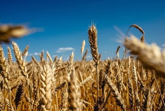 В Пензенской области собрали 1,4 млн тонн зерна