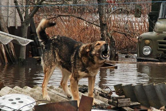 Пензенских спасателей поблагодарили за эвакуацию бабушки и ее кусачих собак