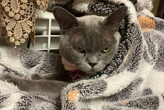 Пензенцев предупредили о морозе ниже климатической нормы