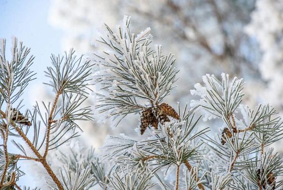 10 января станет самым холодным зимним днем в Пензе
