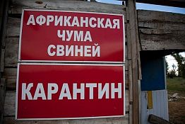 В НИИ вирусологии подтвердили вспышку африканской чумы свиней в Пензе В НИИ вирусологии подтвердили вспышку африканской чумы свиней в Пензе