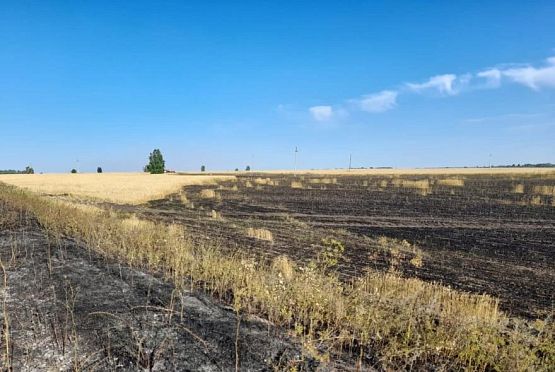 В Белинском районе выгорело поле пшеницы