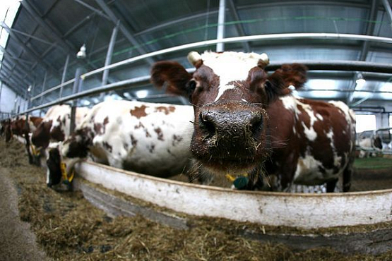 В Пензенской области восстанавливают заброшенные животноводческие фермы