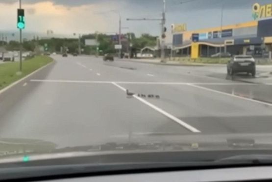 В Пензе переходившее дорогу утиное семейство попало на видео