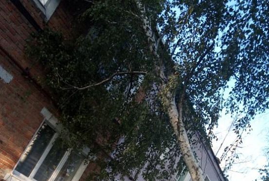 В Бессоновке дерево рухнуло на жилой дом